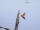 Kingfisher - Zimorodek